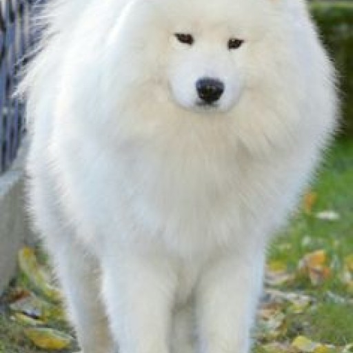 Teresa Heaver From Kabeara Kennels Only Breeds Samoyeds With Nothing but Love