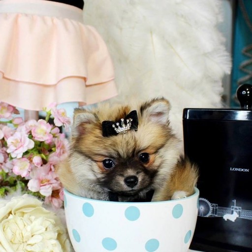 Puppy Boutique Store Features the Best Variety of Teacup and Toy Puppies Available