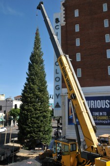 65-foot white fir tree