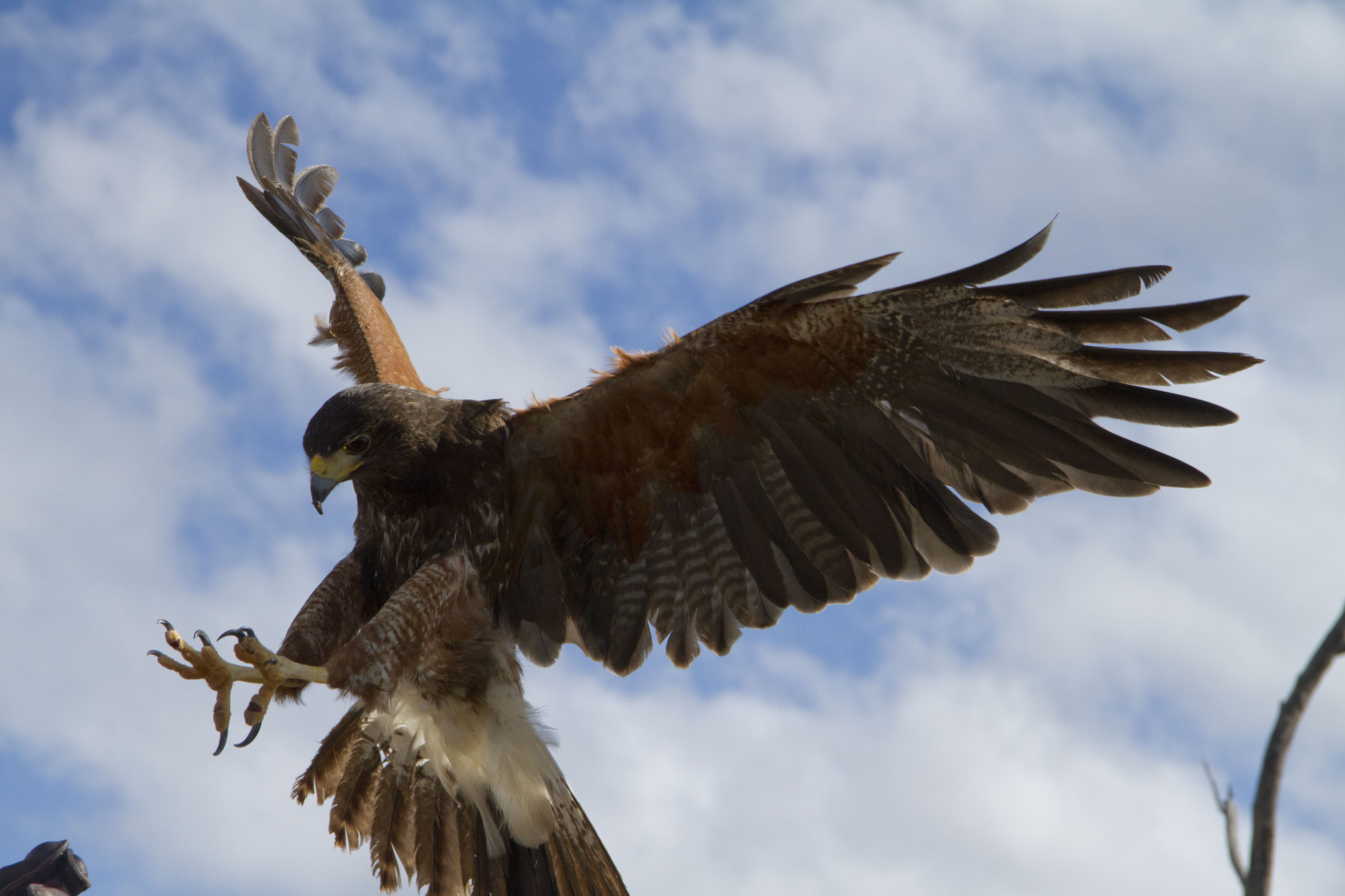 largest raptor bird