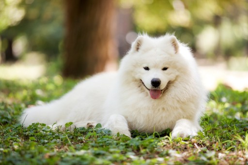 Teresa Heaver of Kabeara Kennels is the Preferred Breeder of Samoyeds in the Chicago Area