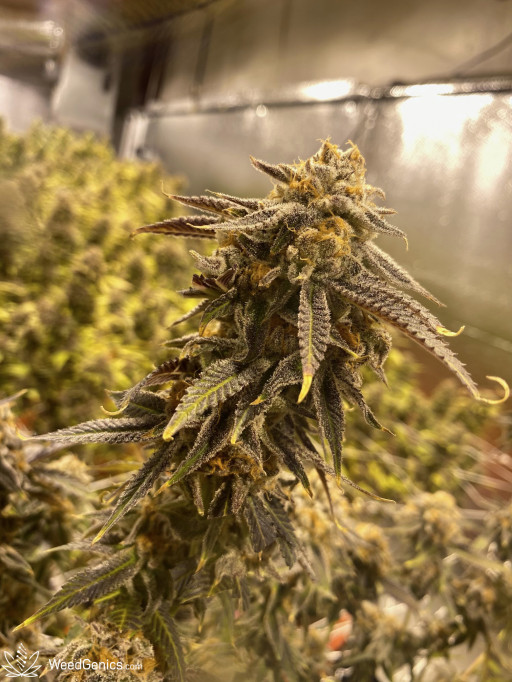 WeedGenics' Cultivation Capabilities Continue Expanding With the Addition of New Cannabis Strains