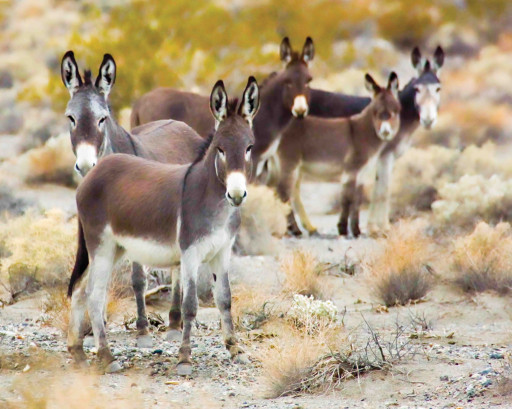 3,000 Wild Donkeys Headed to the Peaceful Valley Donkey Rescue