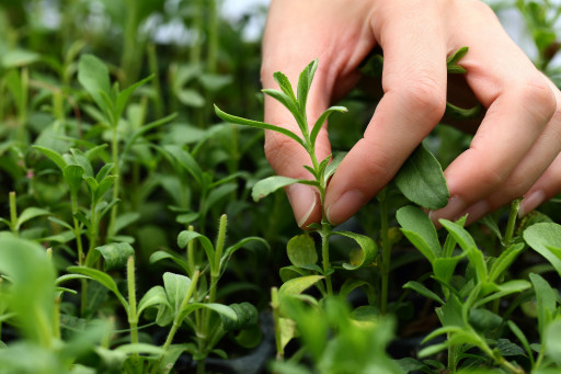 HOWTIAN Has Succeeded in Harvesting the Stevia Industry’s Highest Ever Reb A Yield