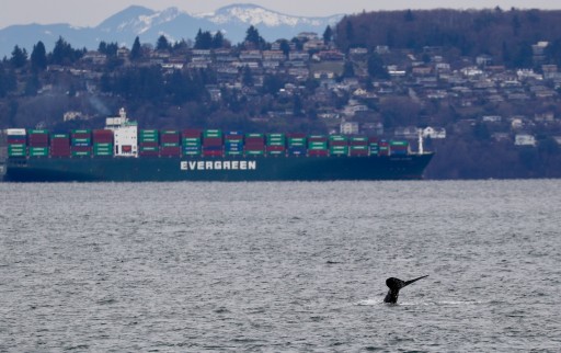 Baby Humpback Finds Home in Tacoma
