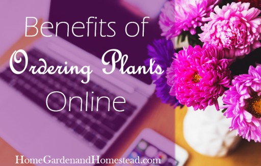 Ordering Plants Online Offers Many Benefits