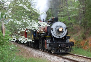 Dogwoods in Bloom Along Texas State Railroad