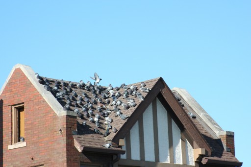 Nixalite of America Inc. Offers Tips on Protecting Your Home or Office From Migrating Birds