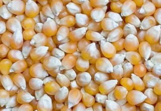Big Grains Yellow White Corn/Maize for Animal Feed/Bulk 