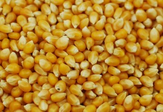 Yellow Corn/Maize for Animal Feed / Yellow Corn For Poultry Feed 