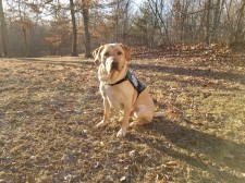 Brutus, a Labrador Retriever Diabetic Service Dog, Delivered to Recipient in Davis, Illinois