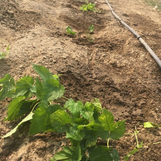 Hops Farm To Begin Planting 2017's Craft Beer Cash Crop