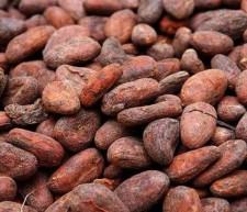 Quality Dried Cocoa Beans