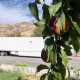 MyFruitTruck Continues Their 2021 Tour