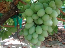 Pristine Grapes