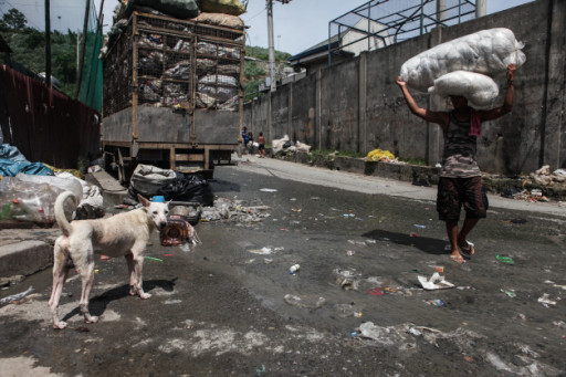 Street dog, Philippines