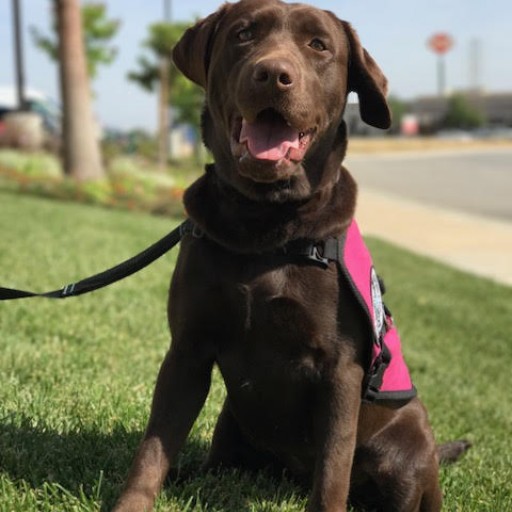 Service Dogs by Warren Retrievers Delivers Diabetic Alert  Service Dog to Child in Thousand Oaks, Ca