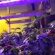 Violet Gro: Ready to Get Growing in Grand Junction