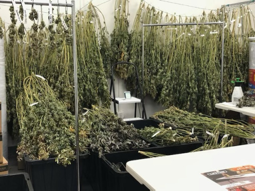 WeedGenics Announces Ultra-Modern 150K Square-Foot Cannabis Facility