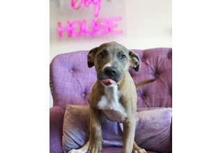 One of the dogs now available for adoption at Vanderpump Dogs