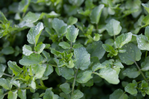 B&W Quality Growers Reviews the Benefits of Watercress, the CDC's Most Nutrient-Dense Food