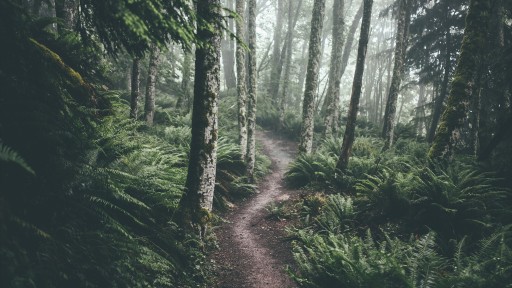 Forest Trail for MTB