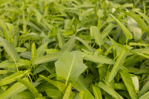 World's Largest Grower of Watercress Adds Ong Choy