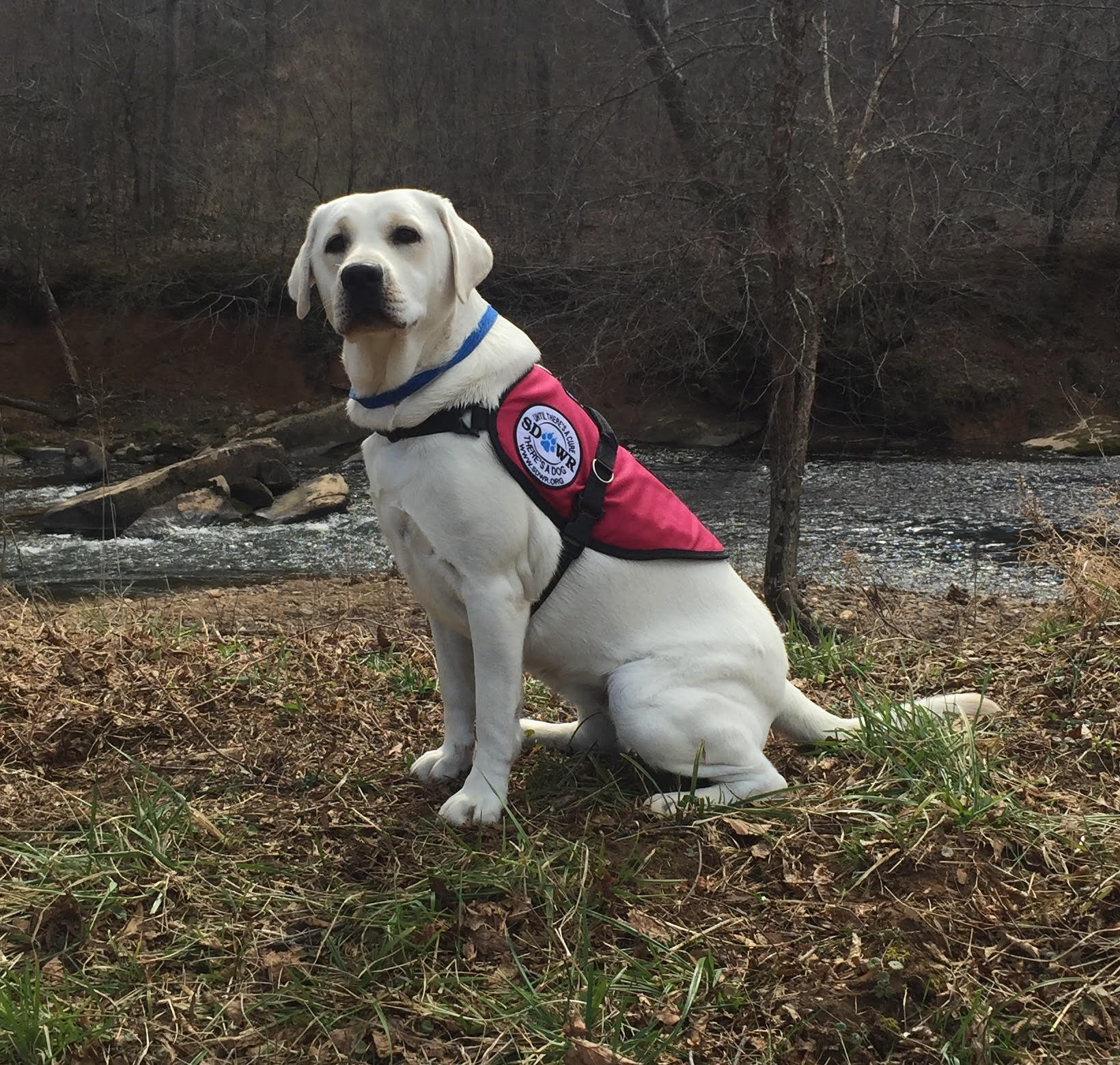 Service Dogs by Warren Retrievers Delivers Diabetic Alert