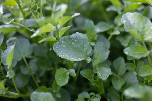 World’s Largest Grower of Healthy, Flavorful Leafy Greens Says Watercress Can Improve Mental Heath