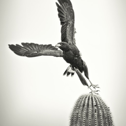 Desert Museum Names Photo Contest Winners