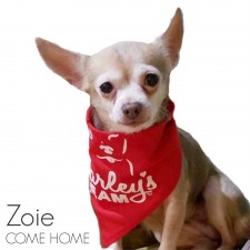 Zoie - Missing from Winter Garden, FL
