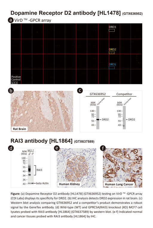 GeneTex Addresses GPCR Targets With Its Recombinant Monoclonal Antibody Production Platform