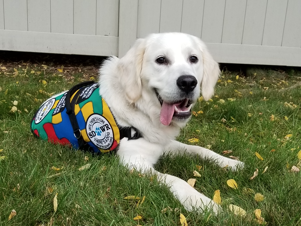 How Do Service Dogs Help With Autism