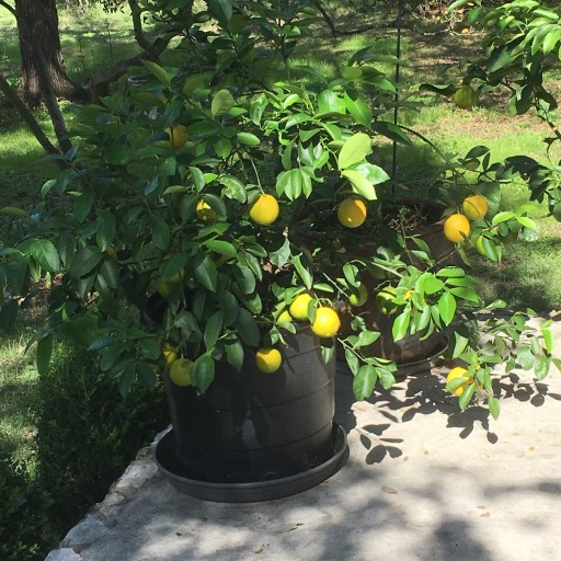 Citrus Scientist Providing Faster-Growing Citrus Trees With Micro-Budding