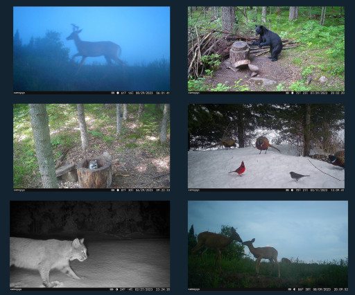 Into the Unknown: Discovering Wildlife With Trail Camera