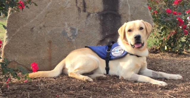 Service Dogs by Warren Retrievers Delivers Diabetic Alert