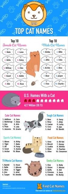 Popular Cat Names Female 2019 - Lost Cat: Maizy, Female, Last Seen: 03 November 2019 ... / Bourbon or scotch make really great names for male cats, champers for females.