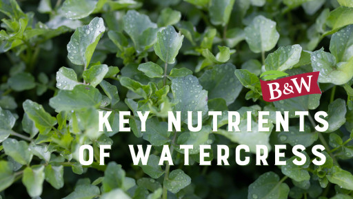 B&W Quality Growers Shares the Nutritional Benefits of Watercress
