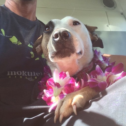 Mokulele Showers Travelers With Flowers on King Kamehameha Day