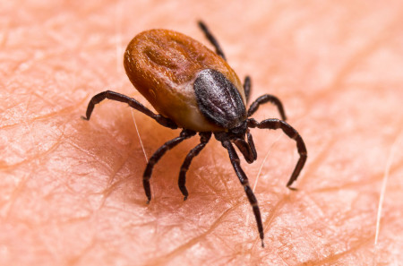 MIT PR Lyme Disease Tick