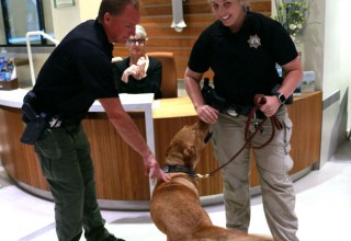 Demonstration of how sniffer dogs are trained to find illegal drugs.