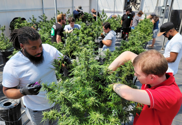 Students pruning cannabis at Sativa University in Apopka, Florida