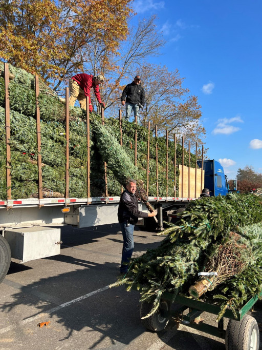 farm fresh real Christmas trees