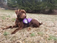 Rosa, a Custom-Trained Seizure Response Dog