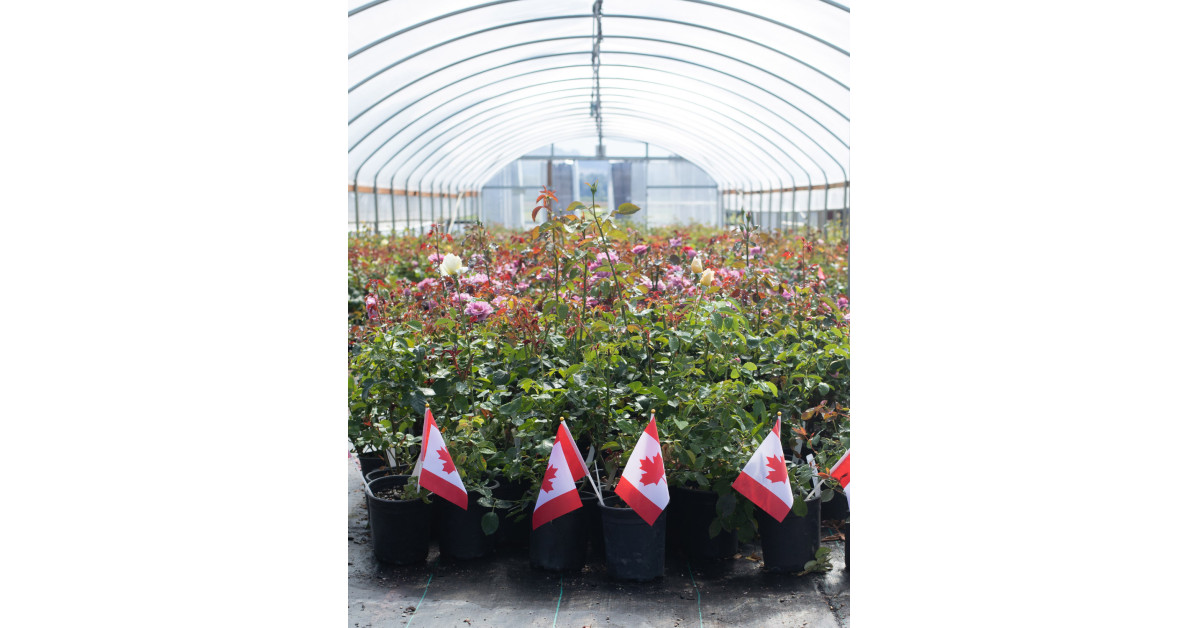 Over 900 Varieties Of Roses Now Available To Canadian Gardeners Newswire   Bce7ceeb6966b3ab4a7f7e23c653 