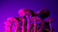 Exciting Results From Latest Psilocybin Microdosing Study