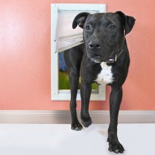 Endura Flap Doggie Door