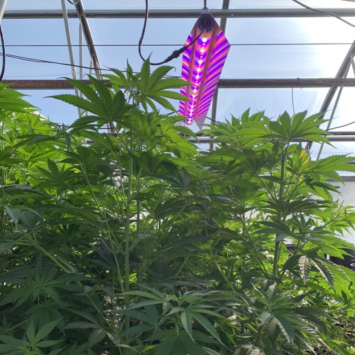 Lighting the Way to Better Cannabis, Violet Gro Works With Greener and Manx Farms in a Joint Effort to Develop Best Practices for Cannabusiness