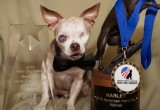 Harley with his Hero Dog Awards