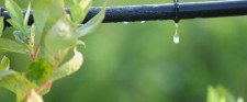 Wastewater Irrigation